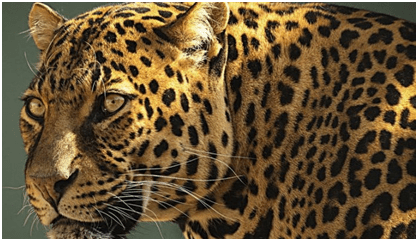 Hunters – How to Get Hired with a $300,000 at Quota Plan